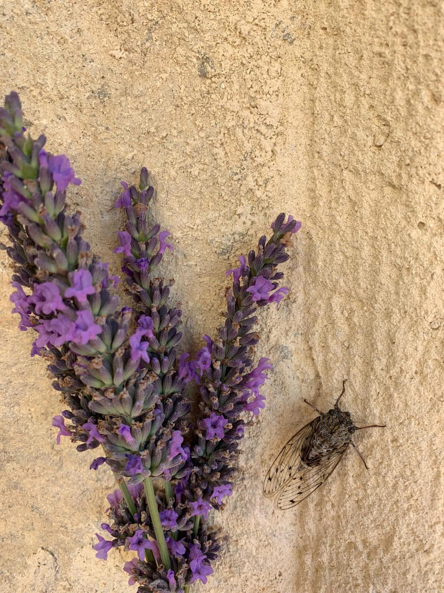 مبيت وإفطار Mirabel-aux-Baronnies Mon Chemin Prive المظهر الخارجي الصورة